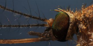 Culex pipiens mosquito