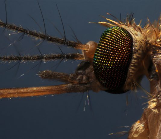 Culex pipiens mosquito