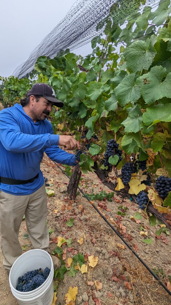 Chido harvests pinot noir