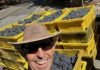 Jim Cargill with grapes in yellow square containers