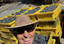 Jim Cargill with grapes in yellow square containers