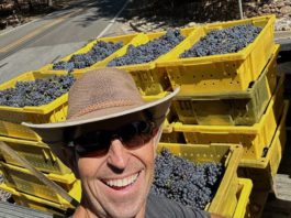 Jim Cargill with grapes in yellow square containers