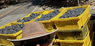 Jim Cargill with grapes in yellow square containers