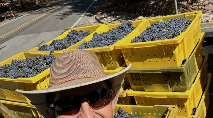 Jim Cargill with grapes in yellow square containers