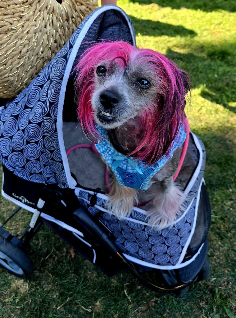 pink hair dog