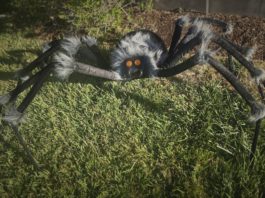 Spooky spider