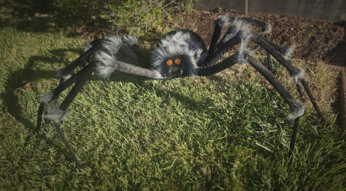 Spooky spider