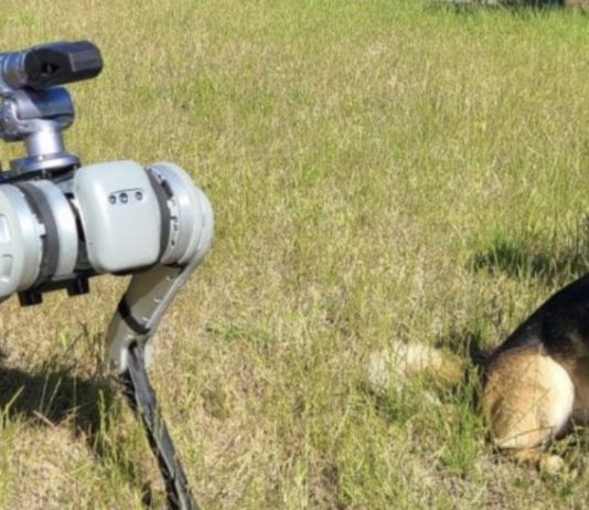 robot and dog