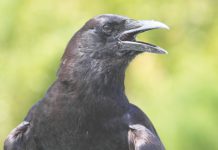 American crow