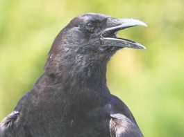 American crow