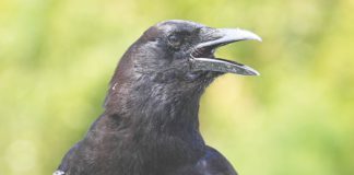 American crow