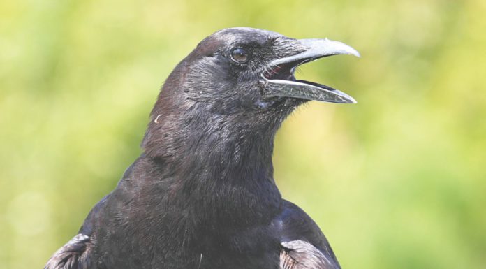 American crow