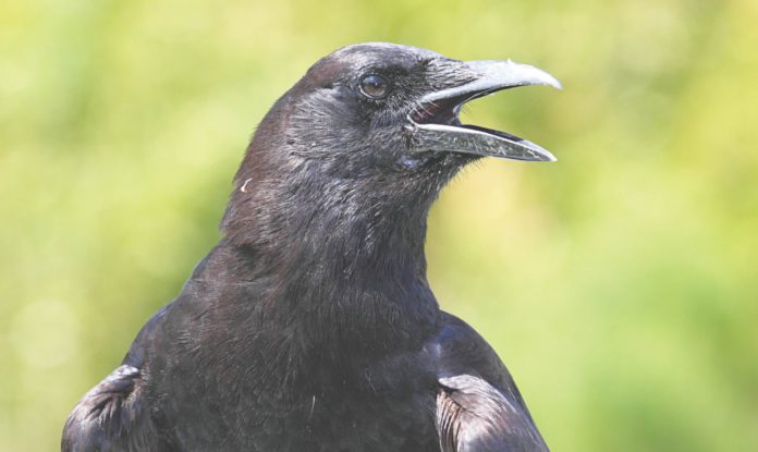 American crow