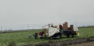 farmworkers with truck in the field