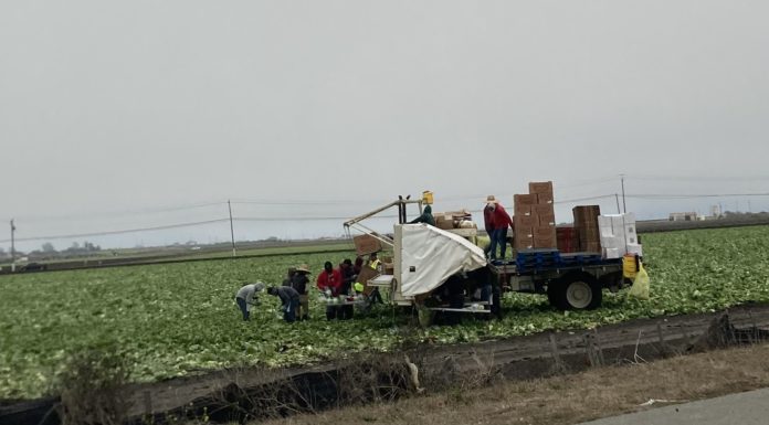 farmworkers with truck in the field