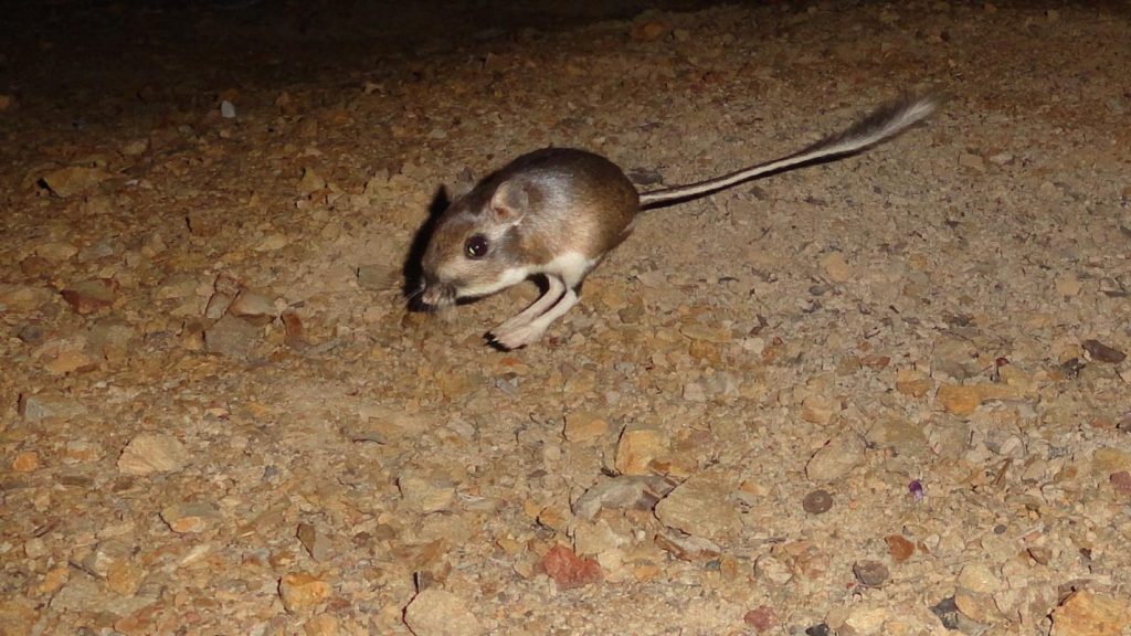 Image for display with article titled SJ Water Completes Latest Stage in Push to Preserve Kangaroo Rat Territory