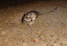 Kangaroo Rat