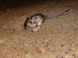 Kangaroo Rat