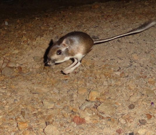 Kangaroo Rat