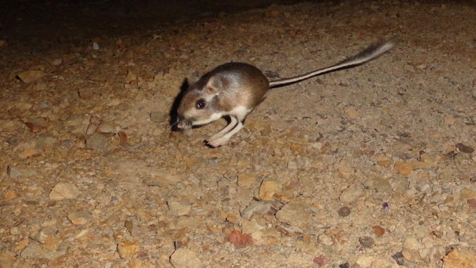 Kangaroo Rat