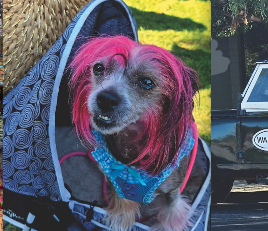 pet, pet business and retail store