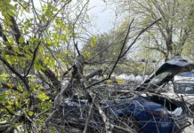 tree crashes into Tesla