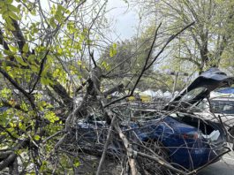 tree crashes into Tesla