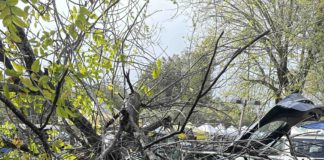 tree crashes into Tesla