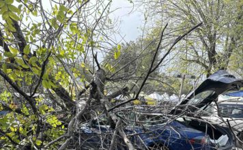 tree crashes into Tesla