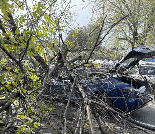 tree crashes into Tesla