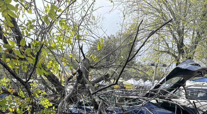 tree crashes into Tesla