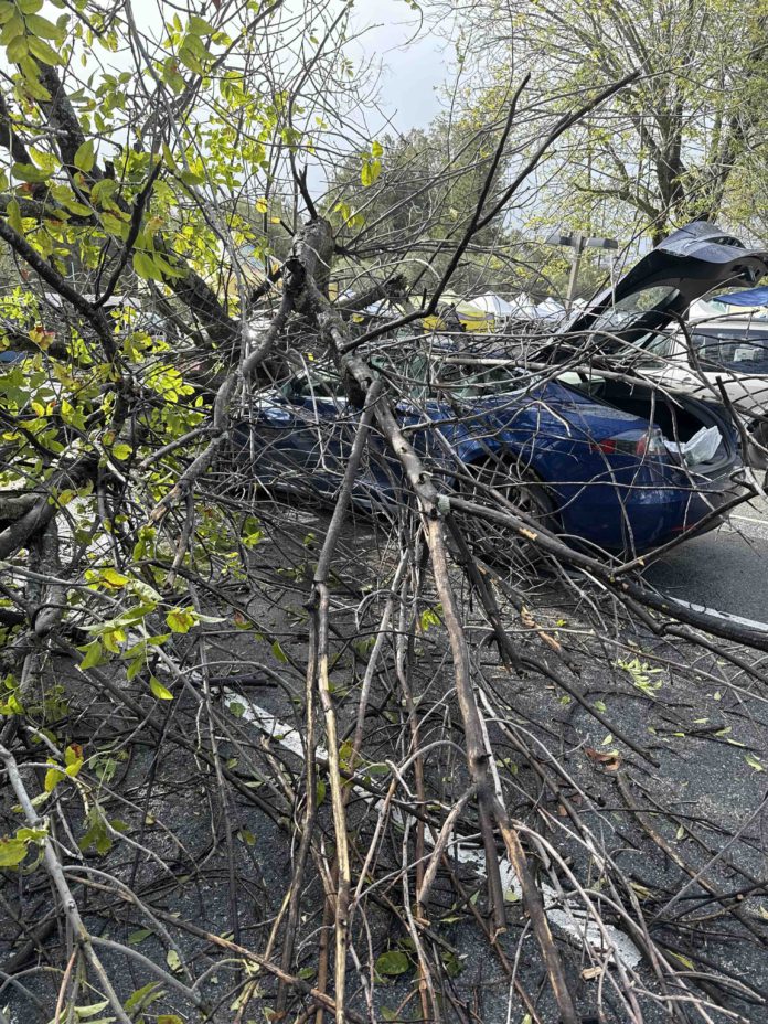 tree crashes into Tesla