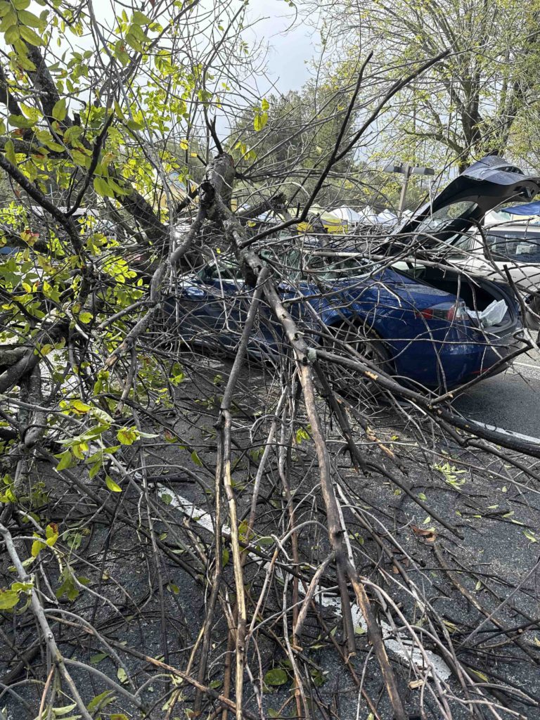 Image for display with article titled Tree Falls on Car at Saratoga Farmers’ Market