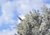 Blossoms on trees in Los Gatos