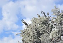 Blossoms on trees in Los Gatos