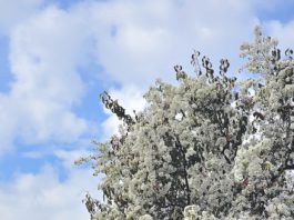 Blossoms on trees in Los Gatos