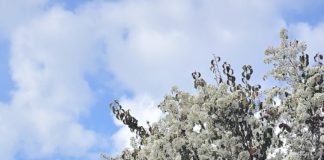 Blossoms on trees in Los Gatos