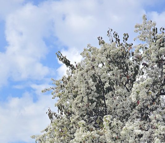 Blossoms on trees in Los Gatos