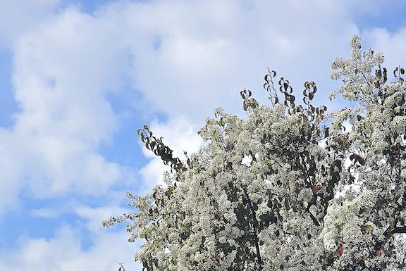 Blossoms on trees in Los Gatos