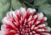 Chrysanthemum