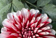 Chrysanthemum