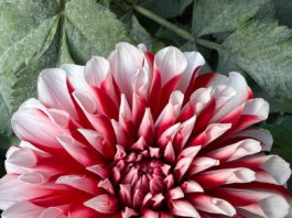 Chrysanthemum