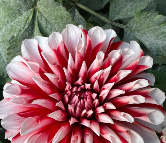 Chrysanthemum