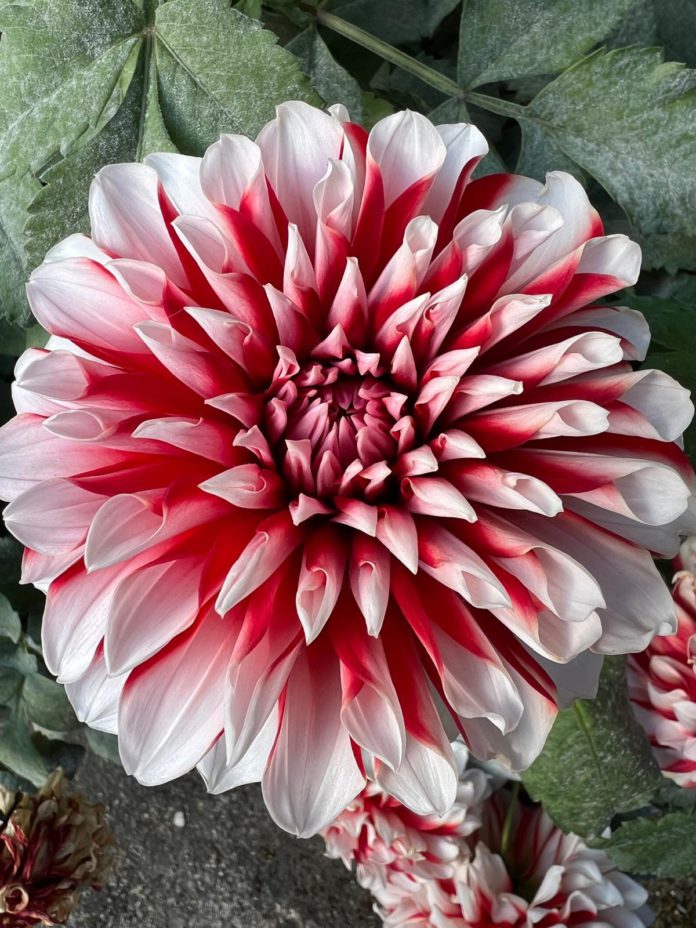 Chrysanthemum