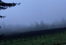 misty vines