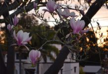 tree blossoms landscape