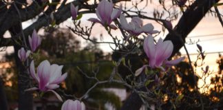 tree blossoms landscape