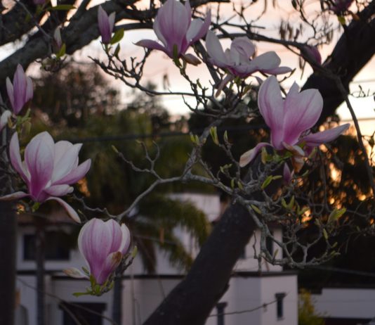tree blossoms landscape