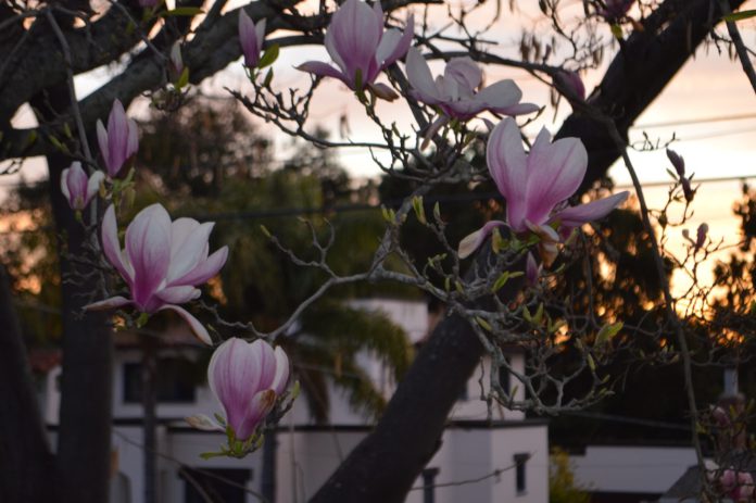 tree blossoms landscape