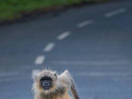 silly monkey in road